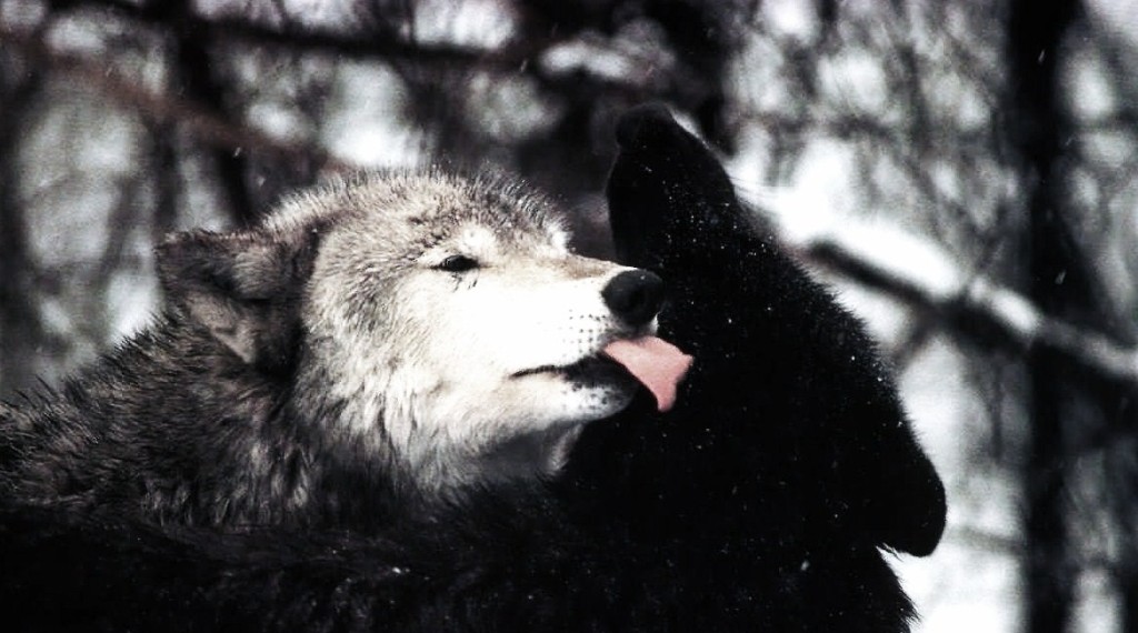 two-wolves-1024x570